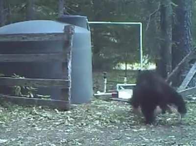 Do Animals Qualify for this sub???