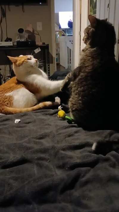 First lick then attack!😅