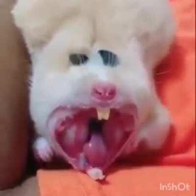 Thanks, I Hate Hamster Yawning