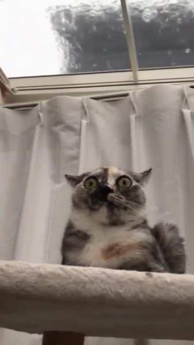 Cat bravely endures the end of the world.