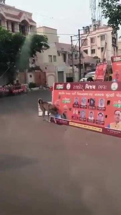 Islamist crypto Christian communist terrorist dog attacking Modi's picture using cyanide