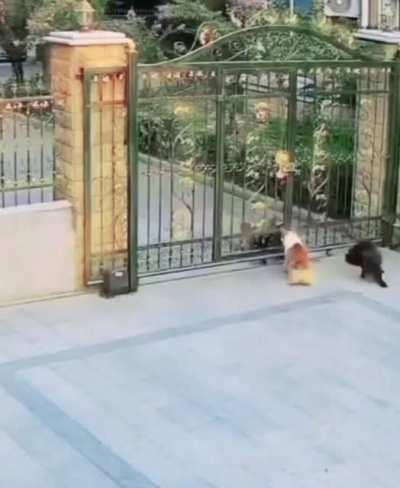 Ну, все честно... 2на2)