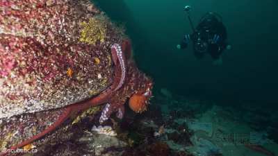 🐙 A Massive Giant Pacific Octopus From This Weekend’s Dive [OC]