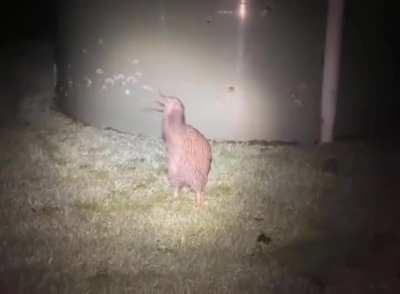 A kiwi's call is utterly prehistoric