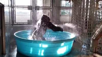 A gorilla in a pool dancing to Maniac