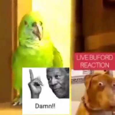 Buford reacts (HILARIOUS VIDOE YOU WOMT BELIEVE IT) 🌕🌖🌖🌗🌘🌑🌒🌓🌔