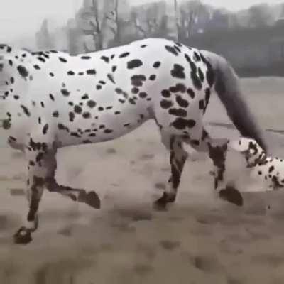 "How did you get so big? What kind a dog are you?"