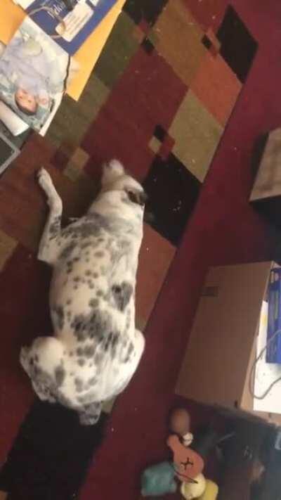 My dog is a (cute) crackhead