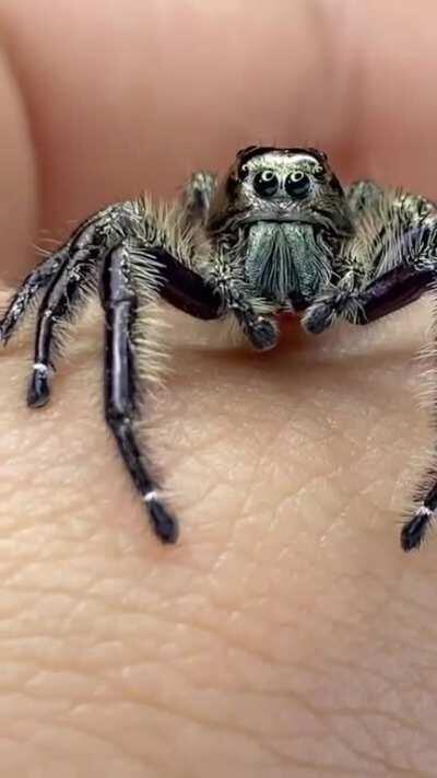 Spoink my male Hyllus diardi is having a hard time jumping onto my phone.