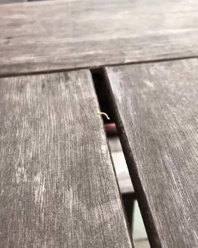 Lil guy coulda used some help