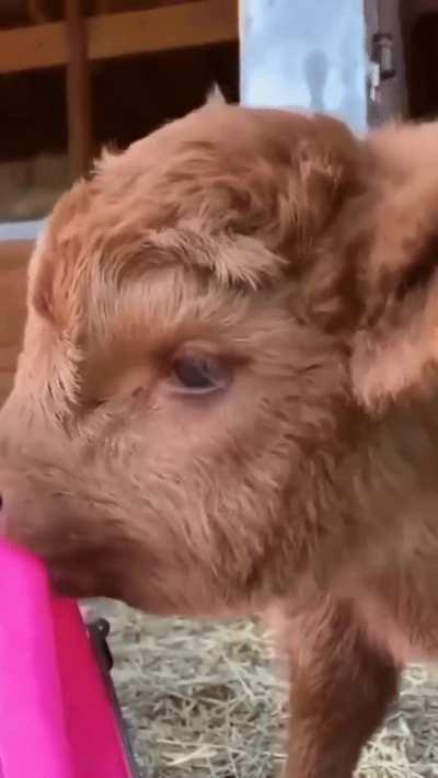 Coorie has to touch and explore everything with her tongue 🐮