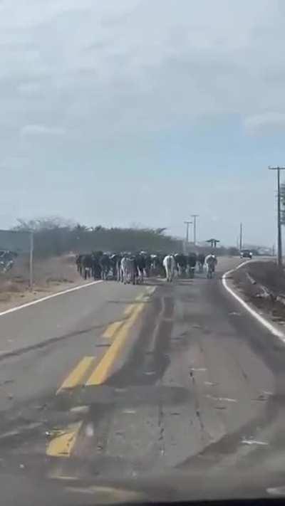 (🚨 GRAVE 🚨)BOLSONARISTAS TOMAM AS RUAS E IMPEDEM TRABALHADORES DE CRUZAREM RODOVIAS