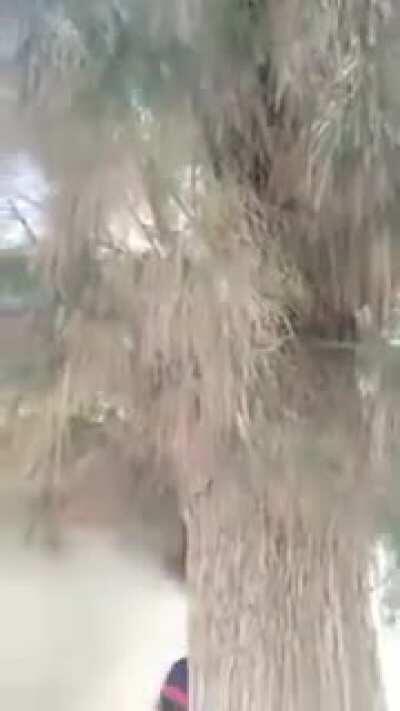 The origin of the Fetfeta Tunisian meme :)