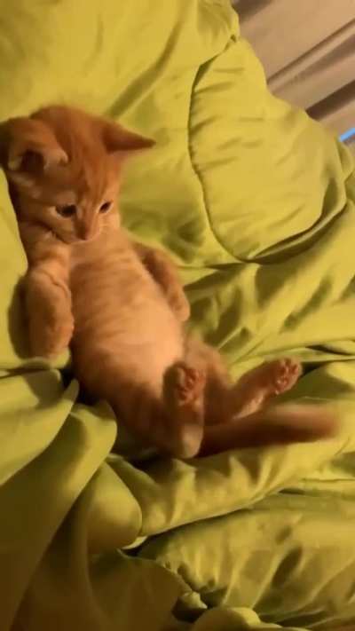 Orange Lucy meets her tail.