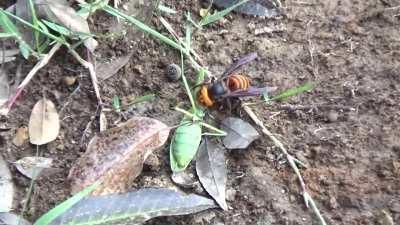 An Asian giant hornet brutalizes a mantis, cutting off and carrying away its limbs while the mantis is left for dead