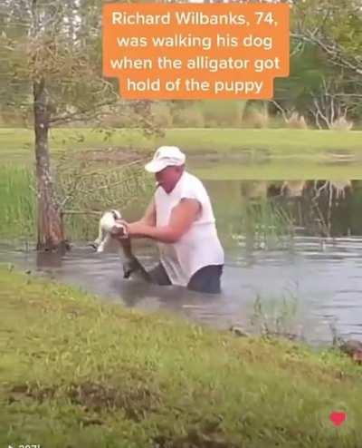 The Aligator is not having a good day