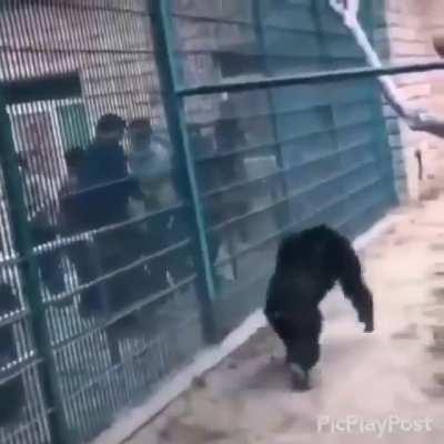 WCGW when a chimp is fed up with Humans