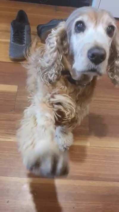 My 14yo English Cocker is trying to communicate something to me...