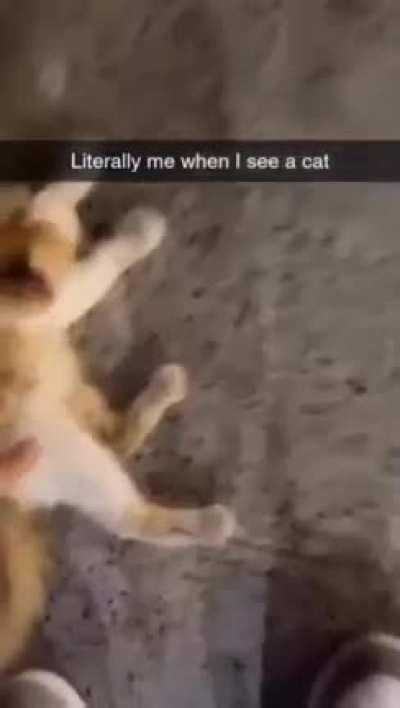 Me when I see a cat