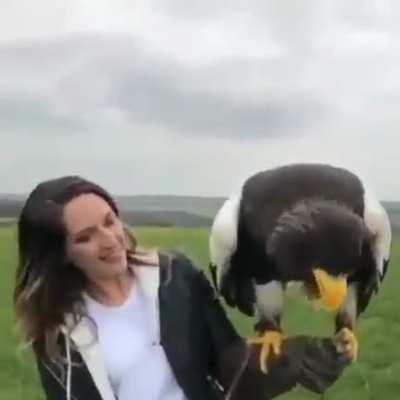 biggest eagle I've ever seen perches on woman's hand.  is that a bald eagle?  