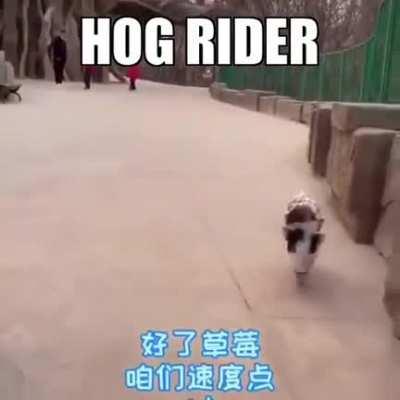 holy shit new world primate