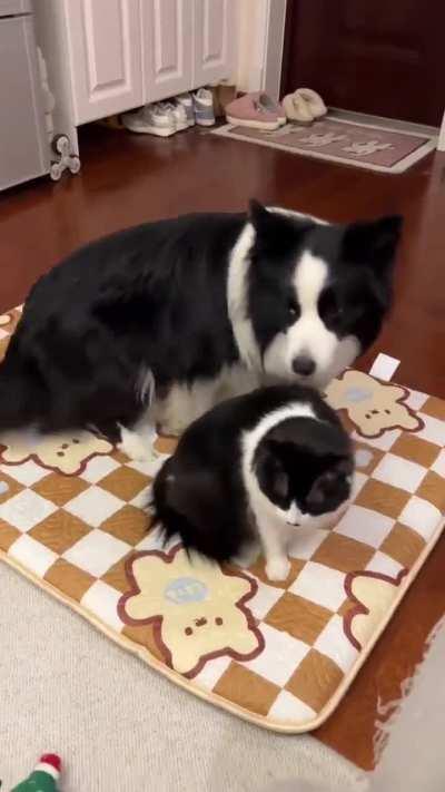 These two are adorable