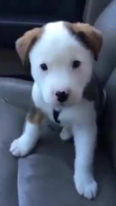 Gets angry at his own hiccups! Soooooo cute...