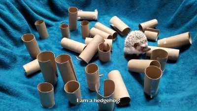 HOG METAL MOSHING 🦔🤘🏻🤣