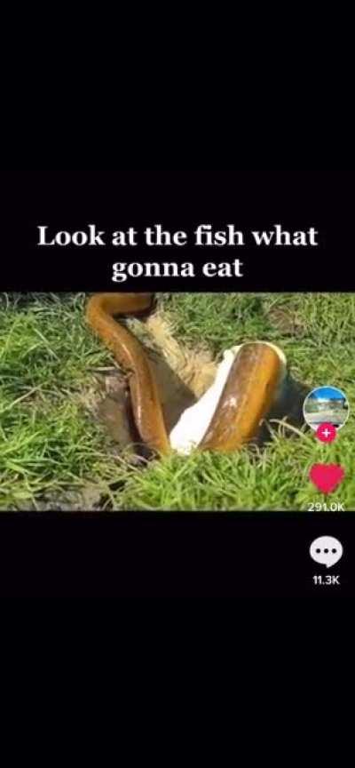 look at the fish what gonna eat