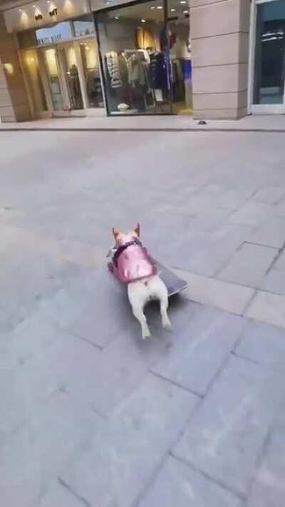 Frenchie cruising around the town