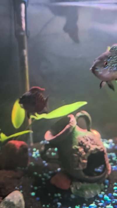 What are those little things??