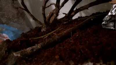 Get stick bugged lol 2... (i just got them and this just happened).