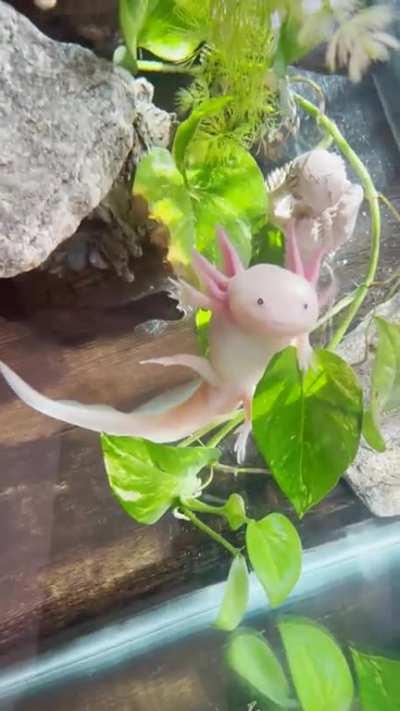 Caught him relaxing on his plant 😭