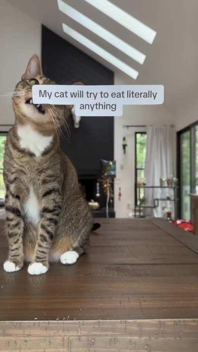 The cat is a paid actor