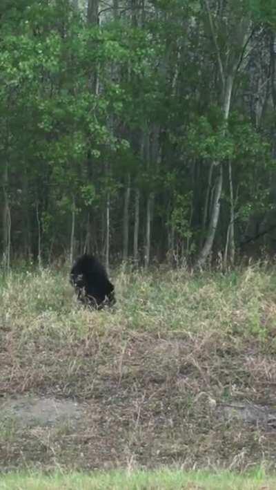 9000 IQ Beaver picks a fight with a bear