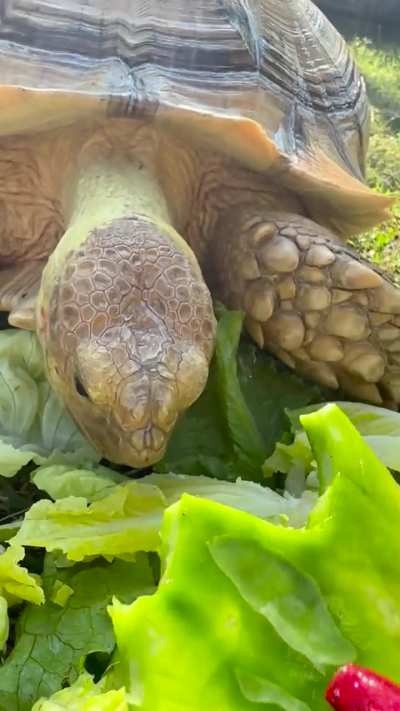 A Tator and his Cactus