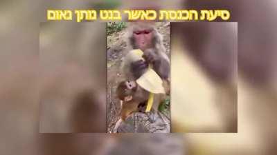 סיעת הכנסת_במ