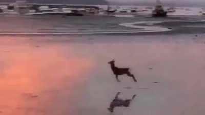 🔥 Happy Deer 🔥