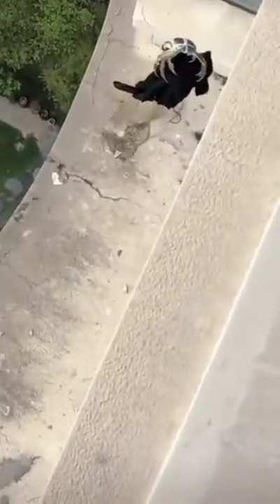 Hangzhou lockdown resident retrieves lost clothes with a hairy crab