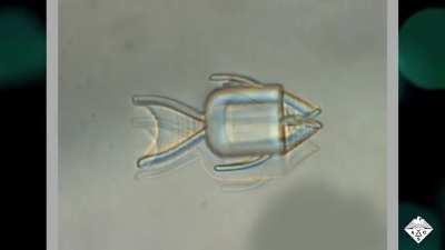 Исследователи разработали микророботов в виде рыб для доставки лекарства против рака прямо в опухоль. Роботы, имеющие размер примерно 50 микрометров, наполняются лекарственным средством. При попадании в опухоль роботы открывают рот, выпуская лекарство нар