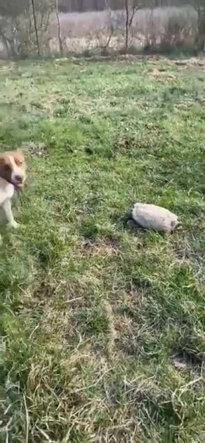 Tive que repostar isso, olha esse susto q o cavalo tomou kkkkkkkkkkk