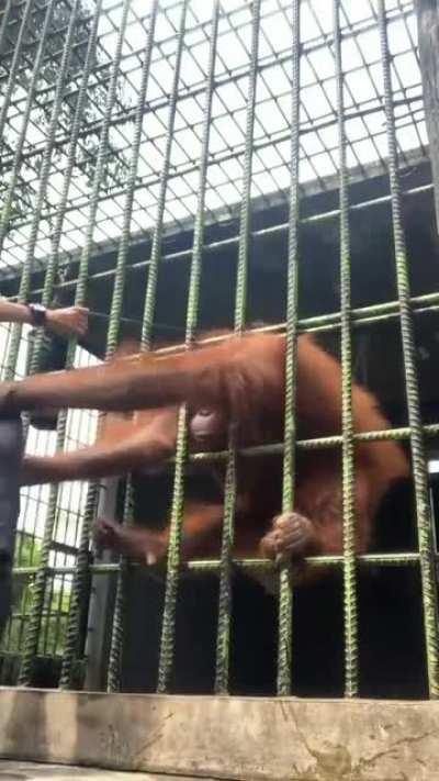 Jurassic Park (1993)