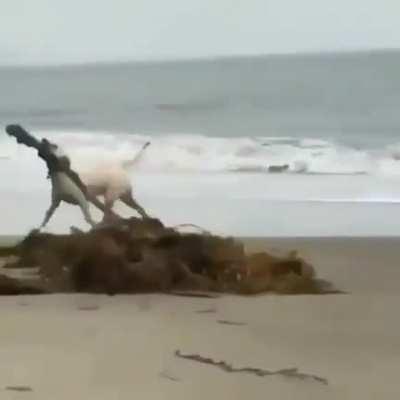 Walk softly and carry a big stick