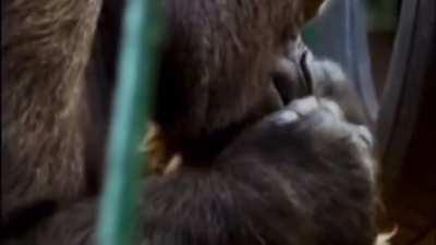 SMALL APE WELCOMES CEO MATT FURLONG TO R/SUPERSTONK!!