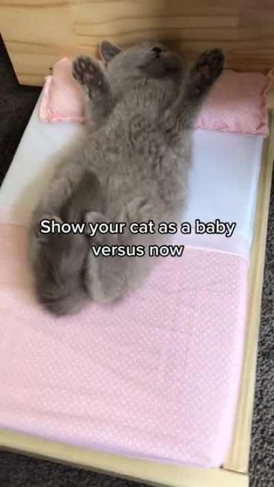 This one was a chonker from kitten stage onward