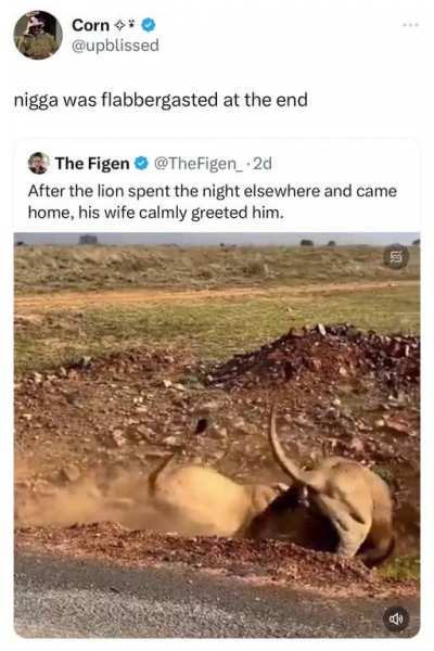 Lion was like âitâs not what it looks likeâ ð