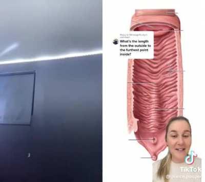 The length of the vagina