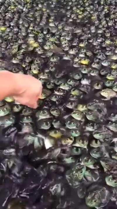 They're everywhere and they want your tasty fingers