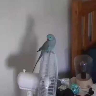 Recently bought a security camera to see what he gets up to when left alone