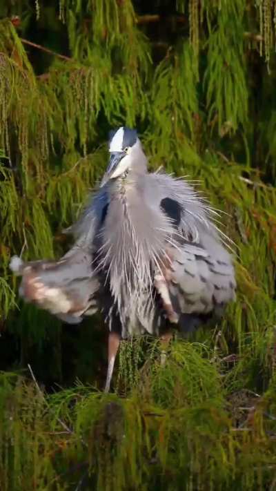🔥 Great blue heron spin dries the striking breeding plumage they develop during mating season